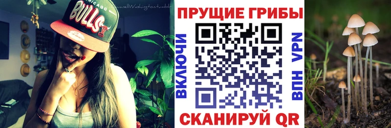 Купить закладки Белореченск Псилоцибиновые грибы Magic Shrooms